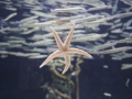 0052-Aquarium.JPG