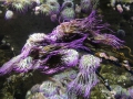 0053-Aquarium.JPG