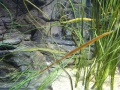 0054-Aquarium.JPG