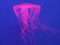 0055-Aquarium.JPG