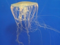 0056-Aquarium.JPG