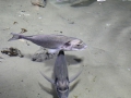 0057-Aquarium.JPG