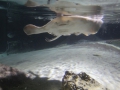 0058-Aquarium.JPG