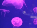 0059-Aquarium.JPG