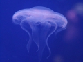 0060-Aquarium.JPG