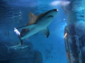 0062-Aquarium.JPG