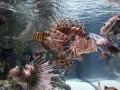 0063-Aquarium.JPG