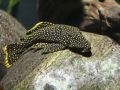 0064-Aquarium.JPG