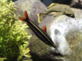 0065-Aquarium.JPG