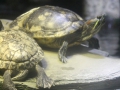 0066-Aquarium.JPG