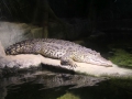 0067-Aquarium.JPG
