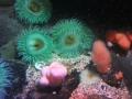 0068-Aquarium.JPG
