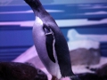 0069-Aquarium.JPG