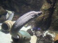 0070-Aquarium.JPG