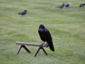 0031-Tour-Londres.JPG
