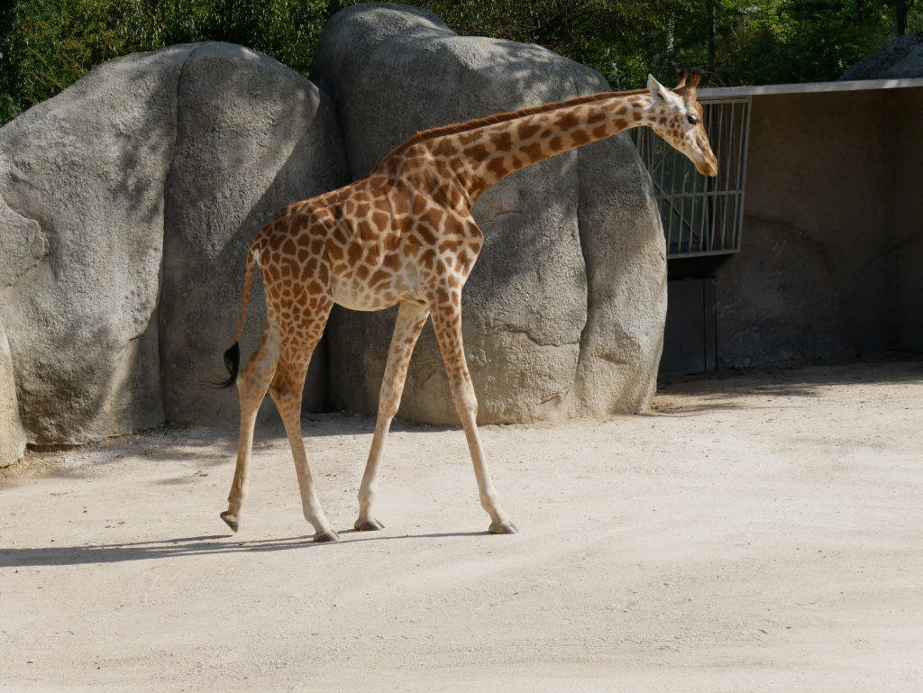 Une des girafes du Zoo